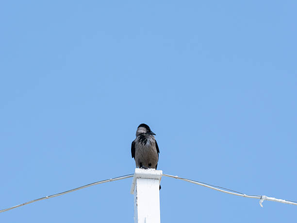istock A crow resting on the roof 2219807678