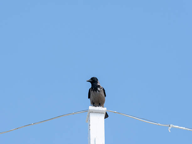 istock A crow resting on the roof 2219807935