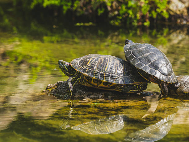 istock Turtles in the lake 2219808074