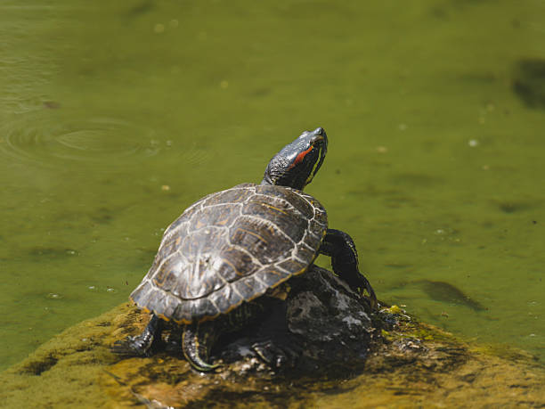 istock turtle on a rock in the lake 2219808932