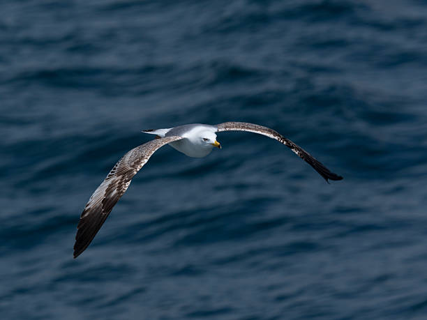 istock A graceful seagull soaring above the ocean 2219809838