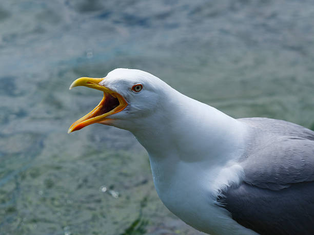 istock A cute seagull by the sea 2219810653