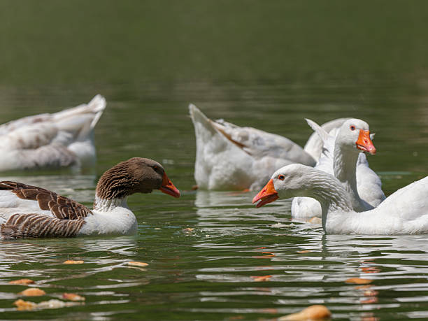 istock cute geese in the lake 2219810741