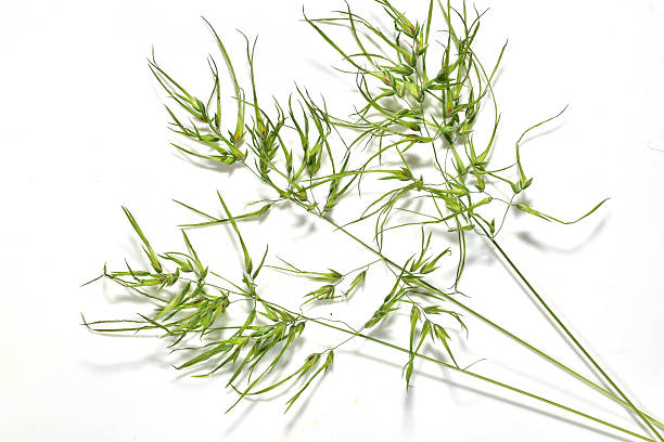 istock A type of herbaceous plant called Brome. 2219811052