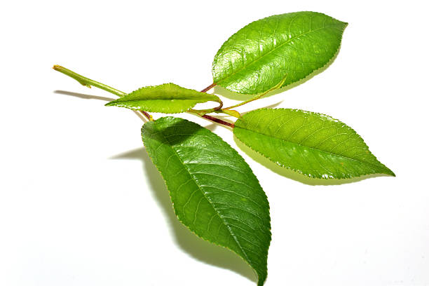 Green leaf on a white background. Leaf cherry.