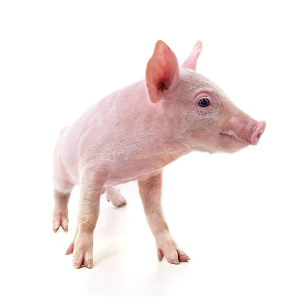 istock Little pink pig. 2219811722
