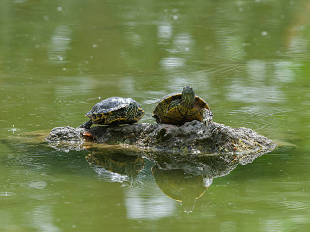 istock cute turtles in the pond 2219812008