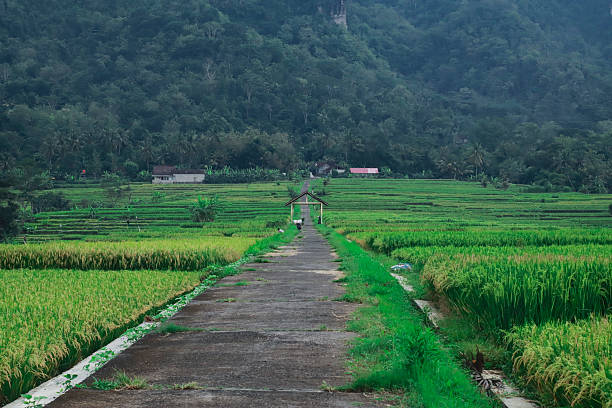 istock Countryside Road Through Lush Rice Fields with Mountain View 2219812043
