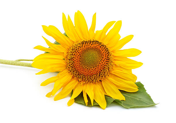 Sunflowers Isolated ON A White Background