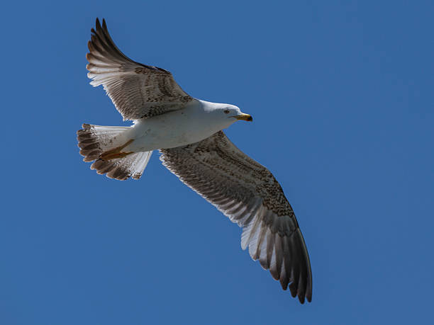 istock seagull flying in the sky 2219812416
