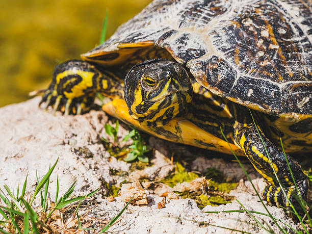 istock turtle on a rock in the lake 2219812442