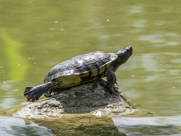 istock turtle on a rock in the lake 2219812688