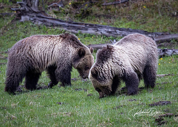 istock Grizzly cubs in Yellowstone 2219812844