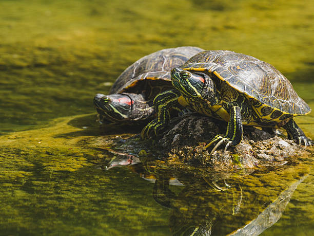 istock Turtles in the lake 2219812852