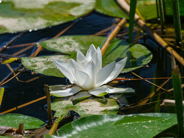 istock white lotus flower in the forest 2219813270
