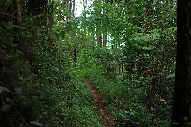 istock Dense Tropical Pine Forest with Lush Understory Vegetation 2219813496