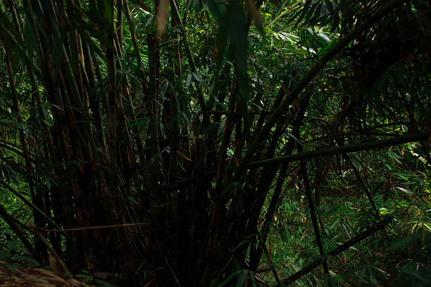 A deep view into a dense tropical forest filled with tall trees and large fern plants. The dark, moody atmosphere and moss-covered trunks reflect the untouched beauty of Indonesia's rainforest, ideal for themes of mystery, jungle ecology, and nature backgrounds.