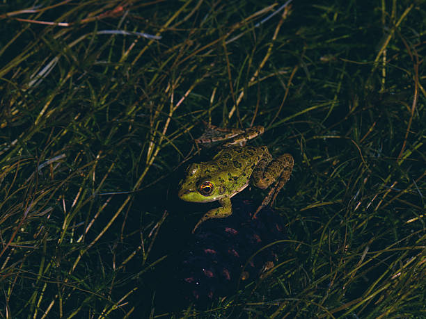 cute frog in the lake