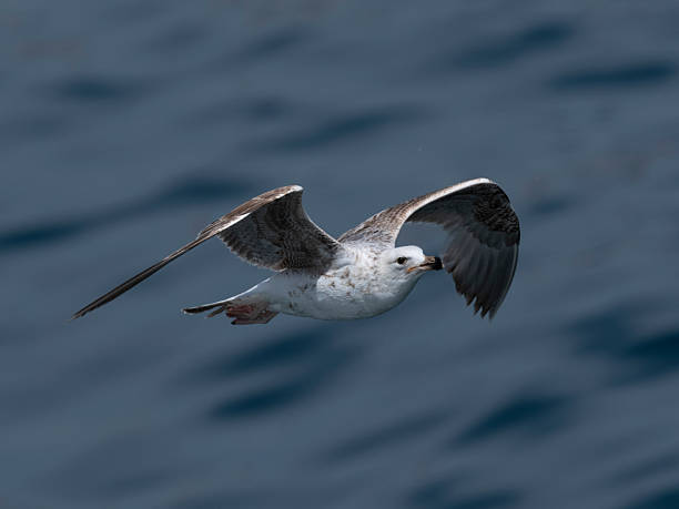 istock A graceful seagull soaring above the ocean 2219813759