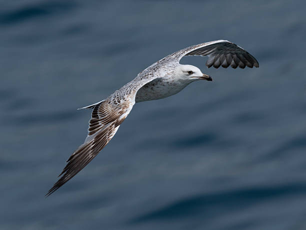 istock A graceful seagull soaring above the ocean 2219814792