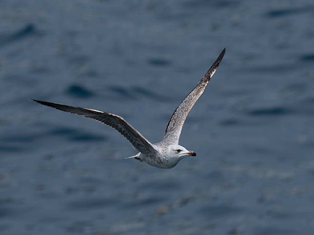istock A graceful seagull soaring above the ocean 2219816422