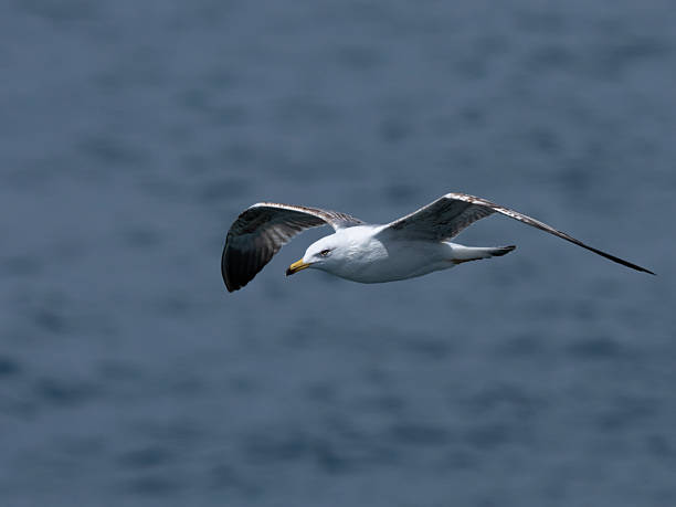 istock A graceful seagull soaring above the ocean 2219817400