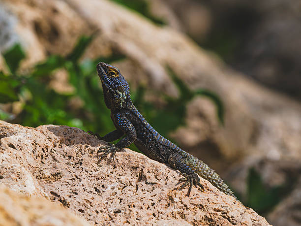 istock a beautiful lizard on the rock 2219817443