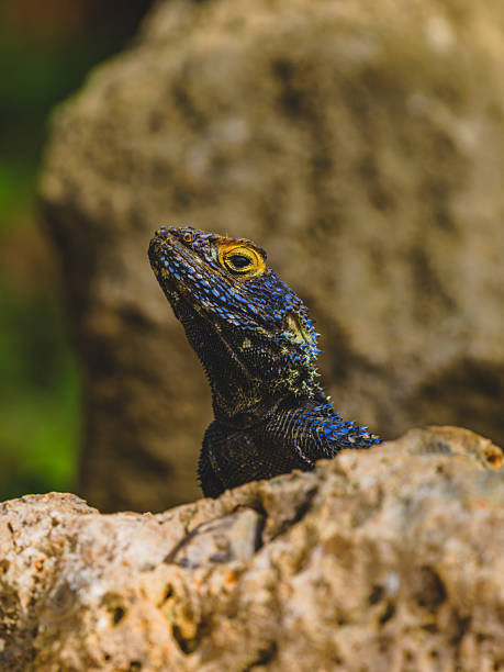 istock a beautiful lizard on the rock 2219817444