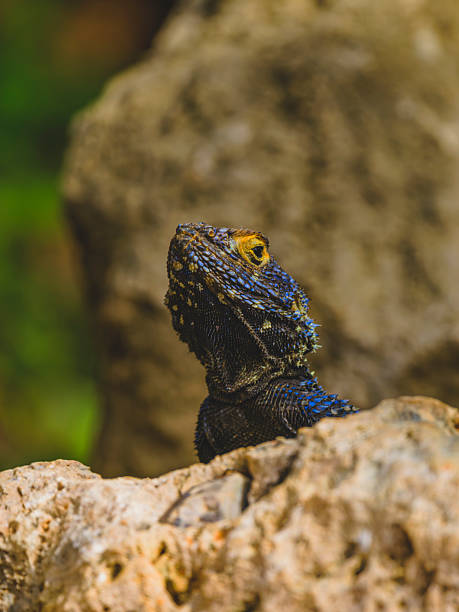 istock a beautiful lizard on the rock 2219817446