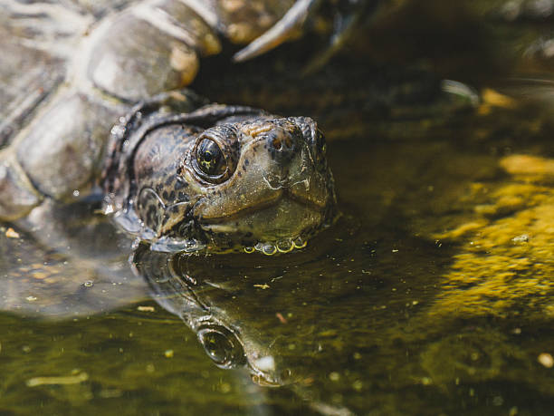 istock turtle on a rock in the lake 2219818457