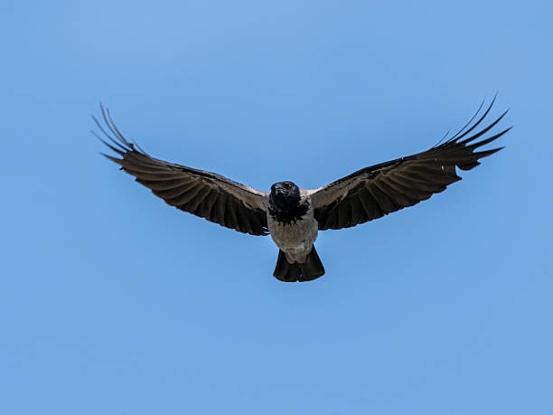 istock A crow flying in the sky 2219818791