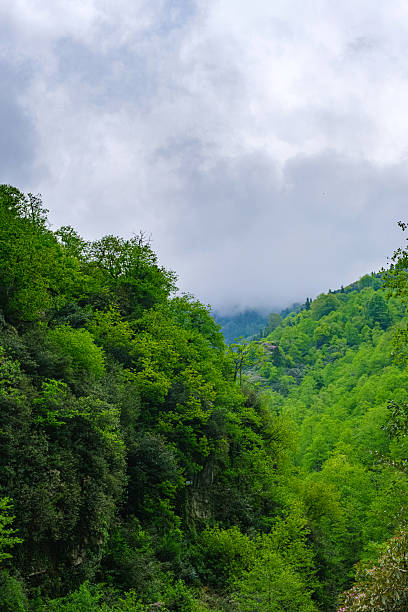istock Vibrant green mountain valley covered with dense forest beneath a dramatic sky. 2219818911