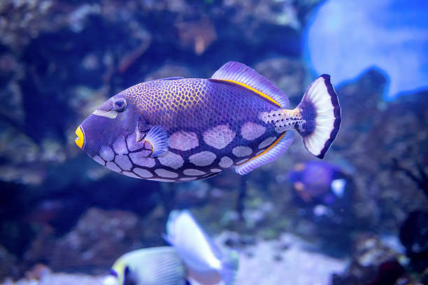 The clown triggerfish (Balistoides conspicillum). Close-up view of a oral fish