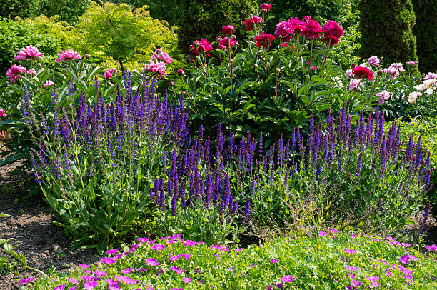 Sage in Latin Salvia officinalis L is one of the oldest medicinal plants.
