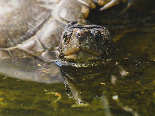 istock turtle on a rock in the lake 2219819398