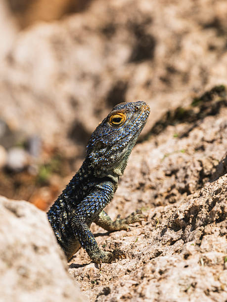 istock a beautiful lizard on the rock 2219819465