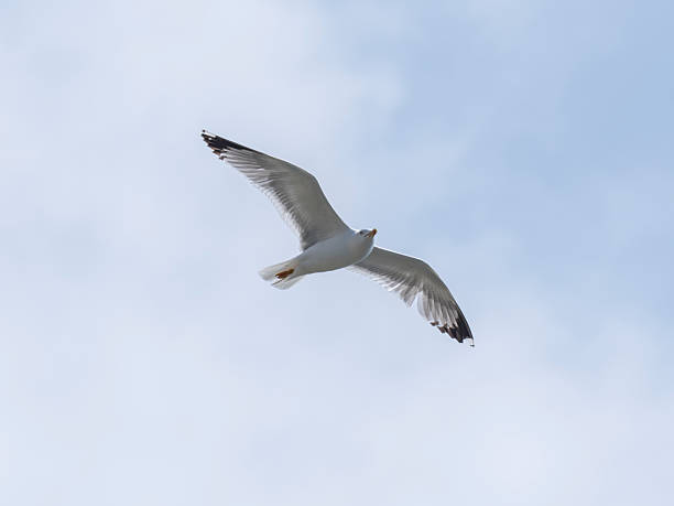 istock beautiful seagull flying in the sky 2219820735