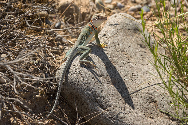 With orange and black neck stripes, a female collared lizard hunts insects in the Gunnison Gorge National Conservation Area near Delta, Colorado.