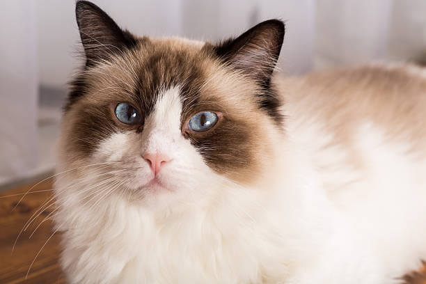 Face of a cute Ragdoll cat.