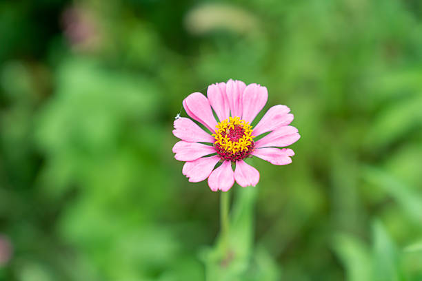 Wild flower,China,Asia.Spring.