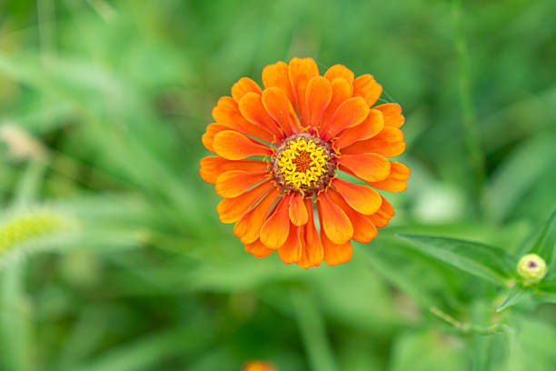 Wild flower,China,Asia.Spring.