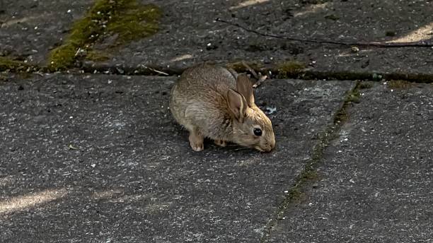 istock European Rabbit Messing About On Pavement. 2219825340