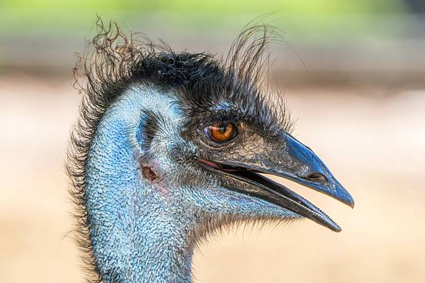 istock Close-up of an emu's head in a natural setting. 2219825465
