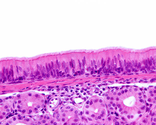 istock Respiratory epithelium. Cilia 2219826109