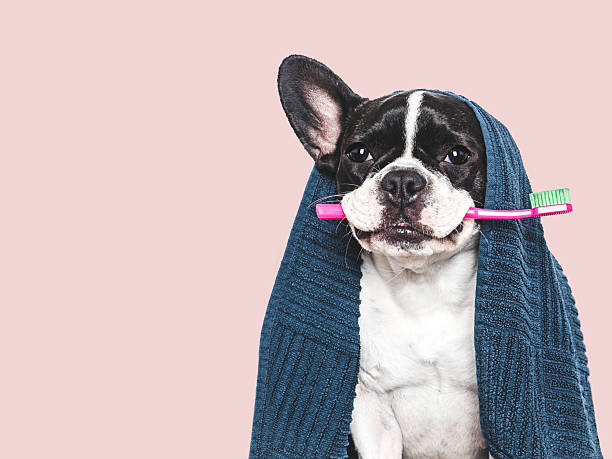 istock Cute puppy, blue towel and toothbrush. Studio shot 2219826621