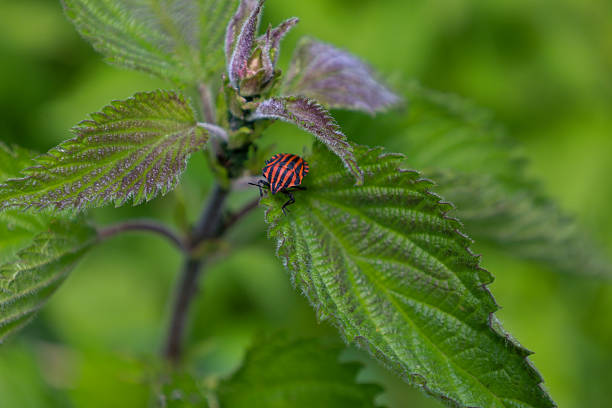 A brightly striped bug rests on a green nettle leaf, drawing attention with its contrasting coloration. This close-up shot reveals the details of the insect and the texture of the plant, making it ideal for wildlife and macro photography themes.