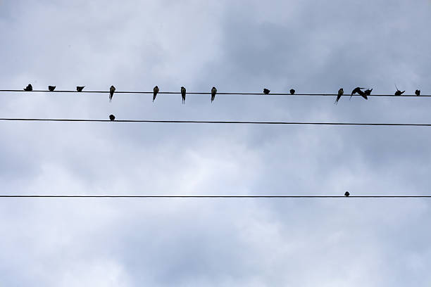 istock Cloudy sky serves as a backdrop for a row of birds perched on power lines, creating a minimalist and peaceful frame. 2219828049