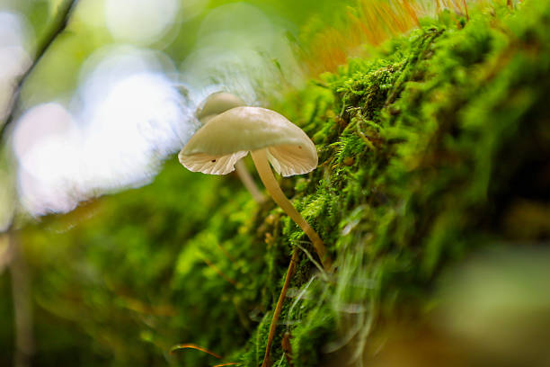 istock A single mushroom with a delicate white cap and slender stem clings to a trunk covered in vibrant green moss. 2219828116