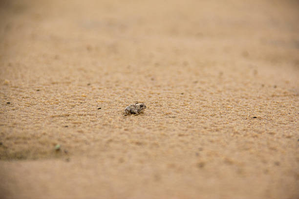 Macro shot of a tiny baby frog on the wet recently rain on sand dunes.