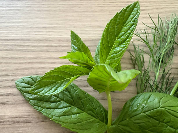 Green mint leaf and green dill on wood background